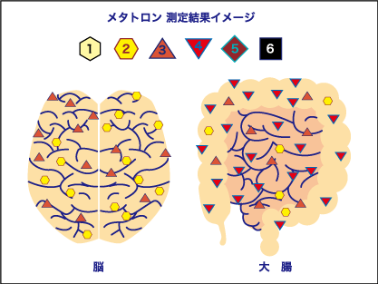 メタトロン測定結果イメージ